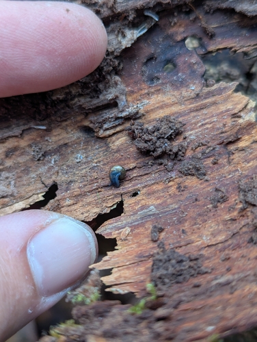 Oxychilus alliarius observed 2026-01-26