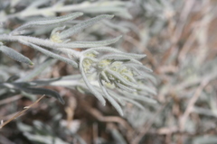 Coleogyne ramosissima