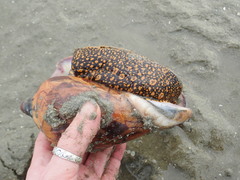 Cymbiola nobilis
