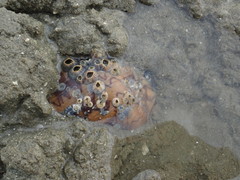 Cymbiola nobilis