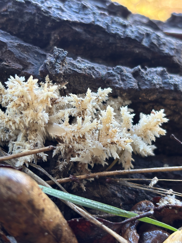 Hericium coralloides · December 2025 · photo: © dbugs (iNaturalist, CC)