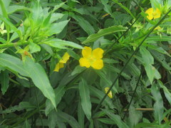 Ludwigia elegans