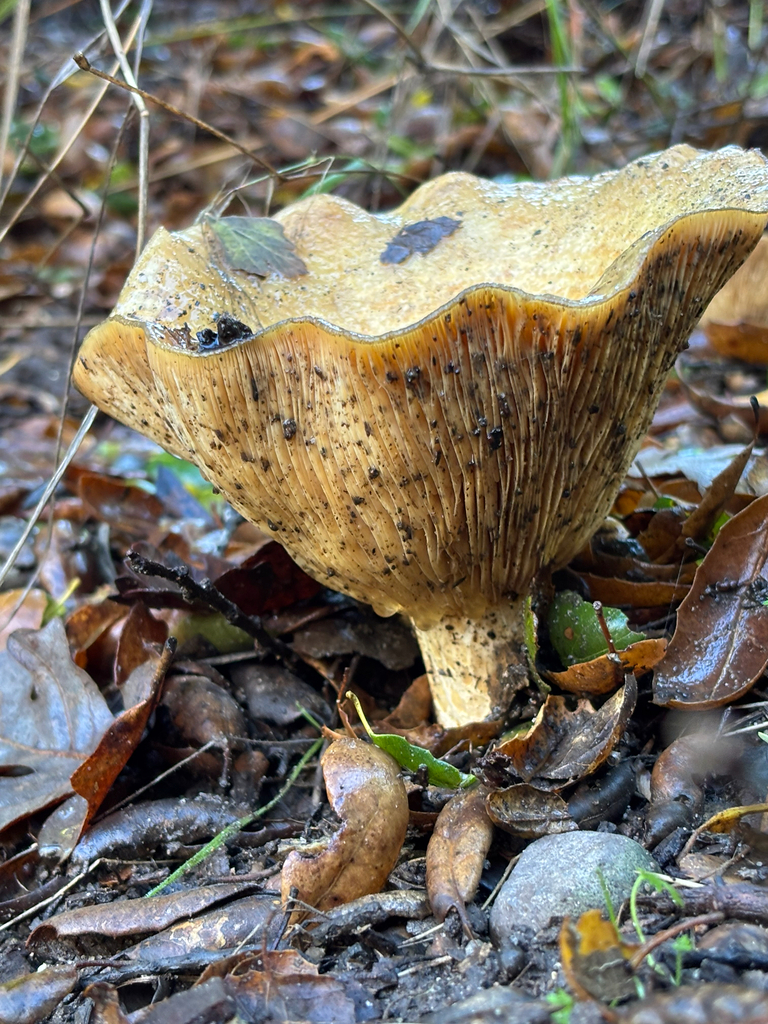 Lactarius alnicola · December 2025 · photo: © dbugs (iNaturalist, CC)