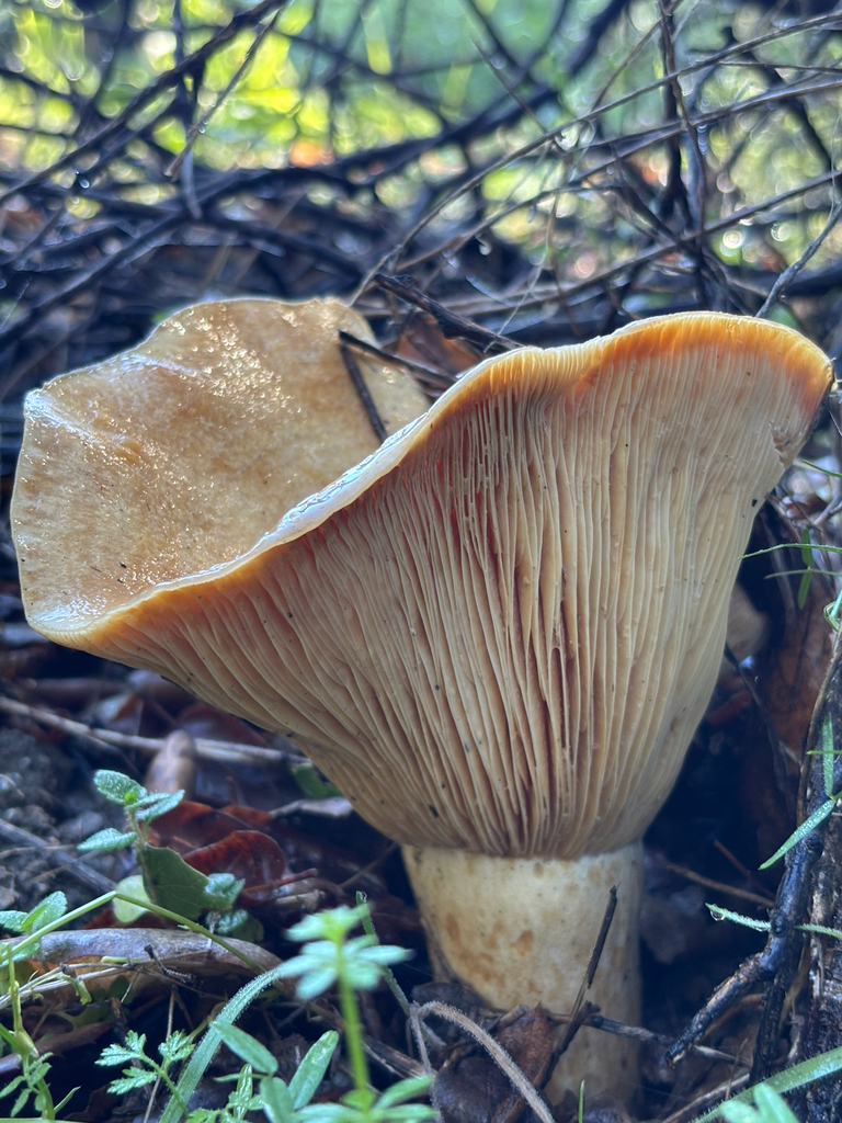 Lactarius alnicola · December 2025 · photo: © dbugs (iNaturalist, CC)