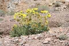 Enceliopsis covillei