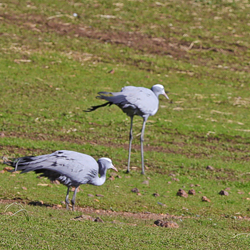 iNaturalist: (c) wicus leeuwner, some rights reserved (CC BY-NC), uploaded by wicus leeuwner iNaturalist image