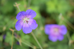 Geranium wallichianum