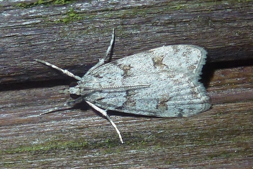 Large Grey