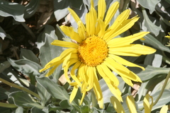 Enceliopsis covillei