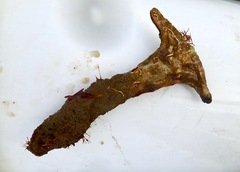 Malleus albus