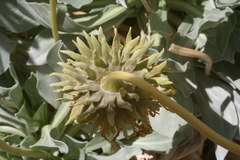 Enceliopsis covillei