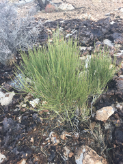 Ephedra nevadensis