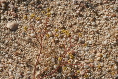 Eriogonum pusillum