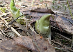 Trollius europaeus