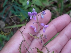 Desmodium psilophyllum