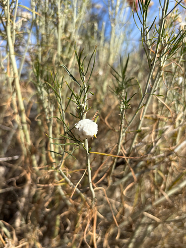 Unknown species found near Zion Park Blvd, Springdale, UT, US