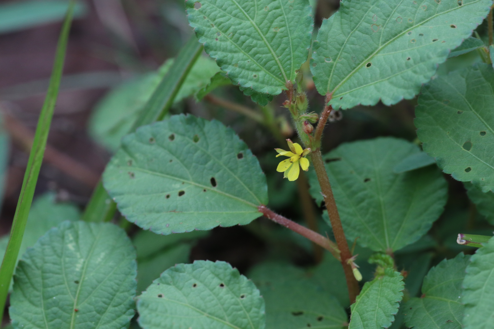 Corchorus Aestuans (Corchorus aestuans)
