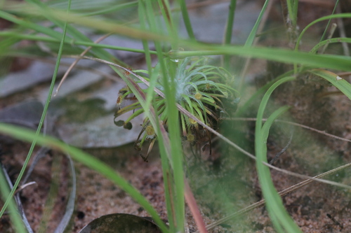 Drosera broomensis