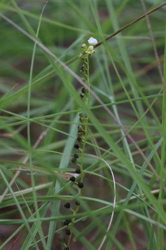 Drosera broomensis