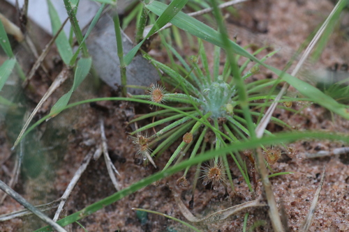 Drosera broomensis