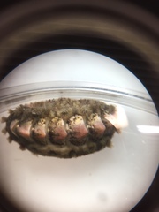 Acanthochitona