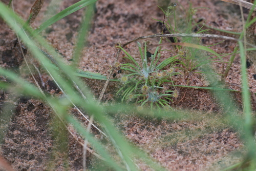 Drosera broomensis