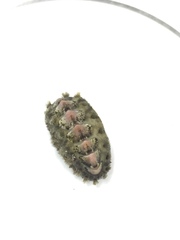 Acanthochitona