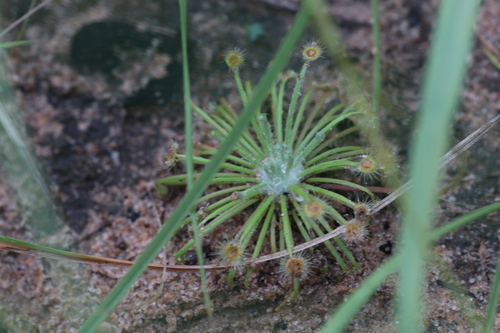 Drosera broomensis