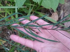 Desmodium psilophyllum