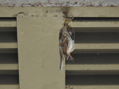 Passer domesticus