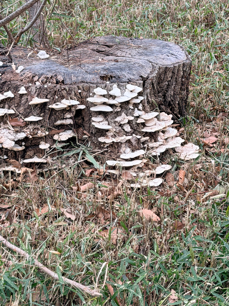 Trametes orientalis · January 2026 · photo: © grze (iNaturalist, cc-by)