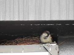Passer domesticus
