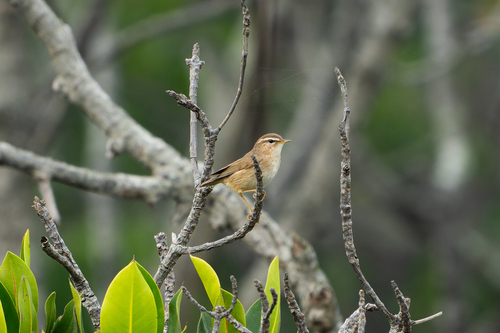 Dusky Warbler (Phylloscopus fuscatus), photo 4