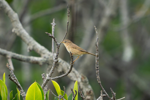 Dusky Warbler (Phylloscopus fuscatus), photo 5