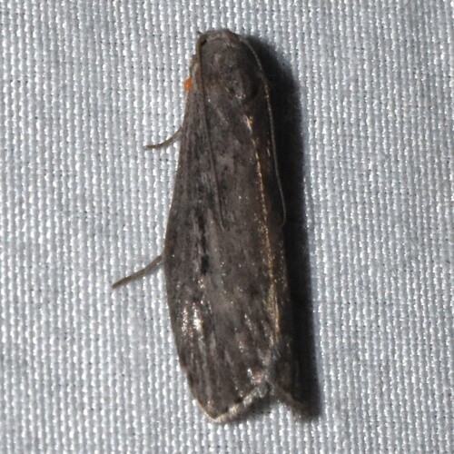Terrenella Bee Moth photo 5