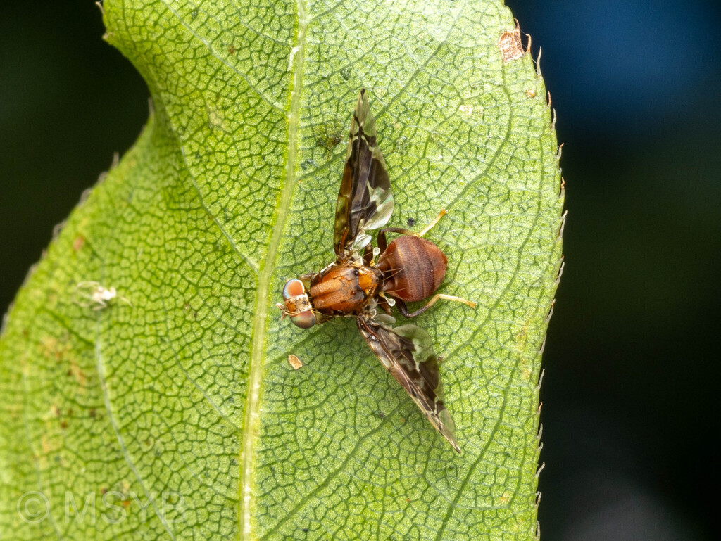 Chenacidiella