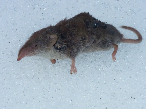 South European White-toothed Shrew, Oppach, Deutschland, photo 8 of 10