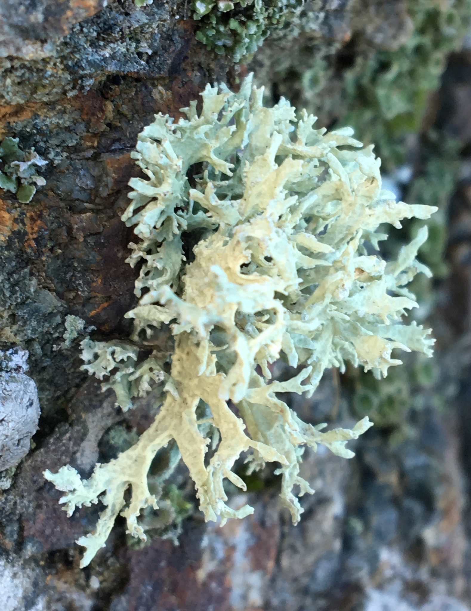 Evernia prunastri image