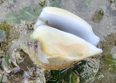 Laevistrombus turturella