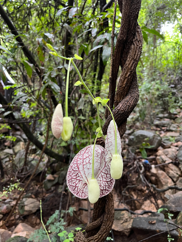 Phòng kỷ thanh lịch – Aristolochia littoralis