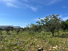 Protea laetans