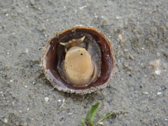 Desmaulus extinctorium