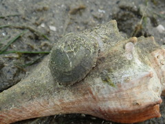 Desmaulus extinctorium