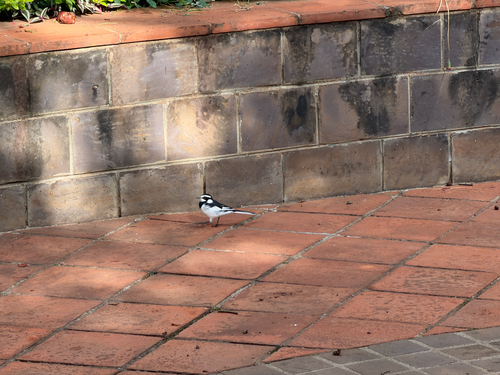 African Pied Wagtail (Motacilla aguimp), photo 4