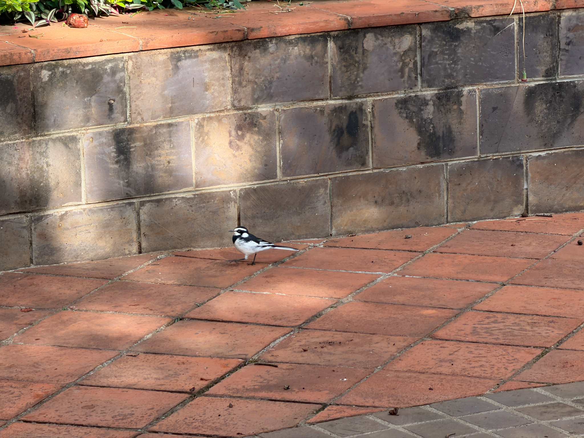 African Pied Wagtail (Motacilla aguimp), photo 4