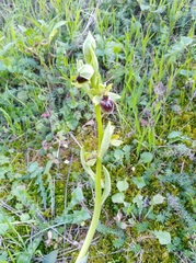 Ophrys sphegodes massiliensis