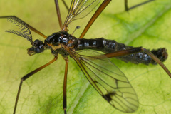Dictenidia bimaculata