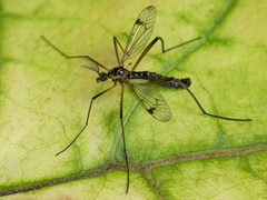 Dictenidia bimaculata