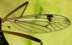 Dictenidia bimaculata