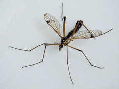 Dictenidia bimaculata